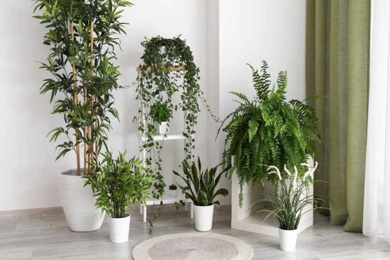 Por que é preciso colocar bicarbonato nas plantas de interior: o que ele faz nelas