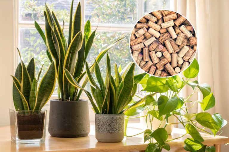 Por que deve colocar rolhas no solo das suas plantas de interior: elas têm vários benefícios