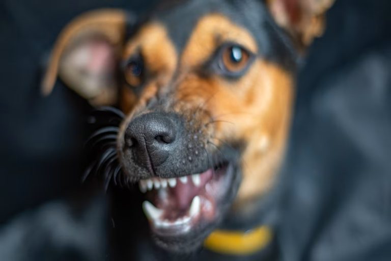 O que significa quando o seu cão rosna enquanto come, segundo especialistas