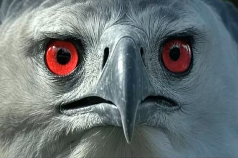 Milagre no mundo animal: ave extinta na América do Sul que caça mamíferos sem piedade regressa