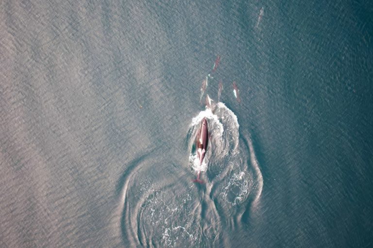 Orcas e golfinhos do Pacífico surpreendem cientistas: eles se unem para caçar salmões