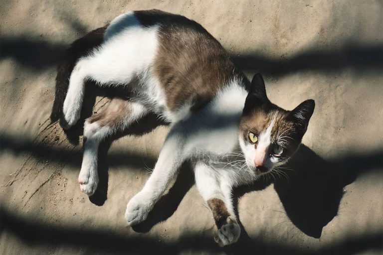 Onde os gatos devem dormir no verão