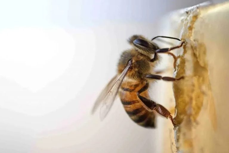 O que significa o aparecimento de abelhas na sua casa e por que não deve ignorá-lo?