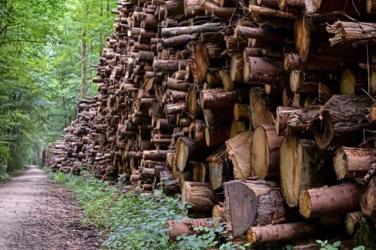 O país da América do Sul com a madeira mais resistente do planeta Terra