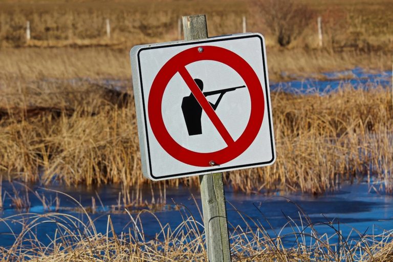 Como funciona a rede de sensores inspirada na natureza que reforça a proteção da biodiversidade