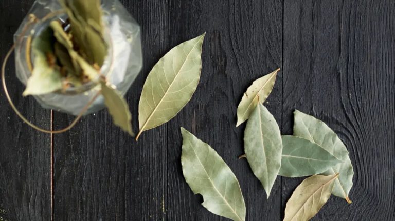 Misturar folhas de louro e bicarbonato de sódio: para que serve e por que recomendam fazê-lo