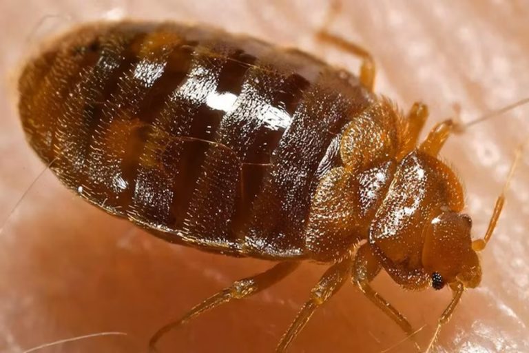 Aqui estão algumas dicas caseiras para eliminar percevejos da sua casa de forma eficaz