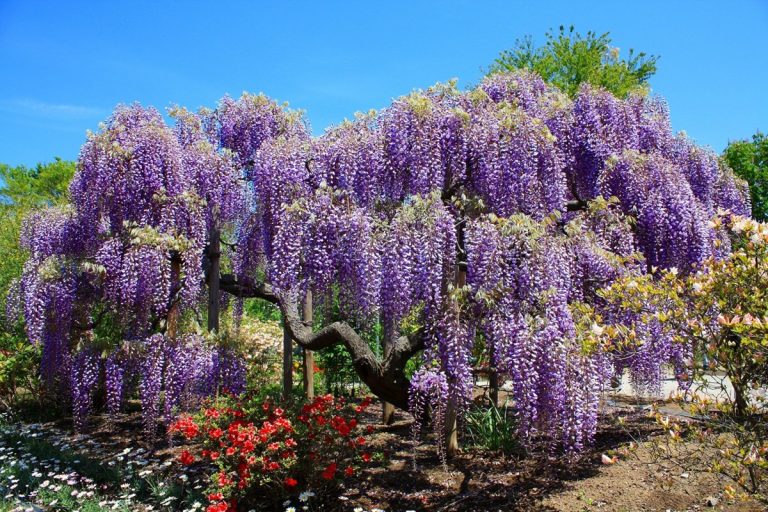 Uma árvore com flores coloridas que vai animar o seu jardim com o seu aroma e frescura